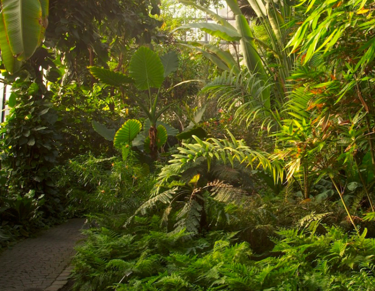 Verschiedene tropische Pflanzen an einem Weg in einem Pflanzenhaus