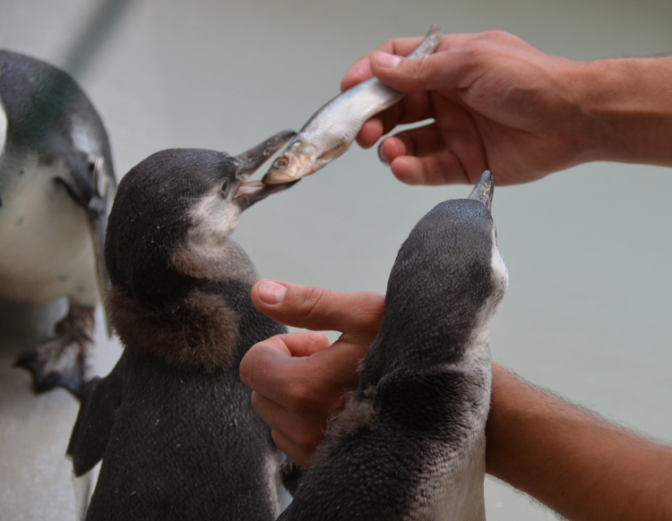Rendezvous mit Pinguin