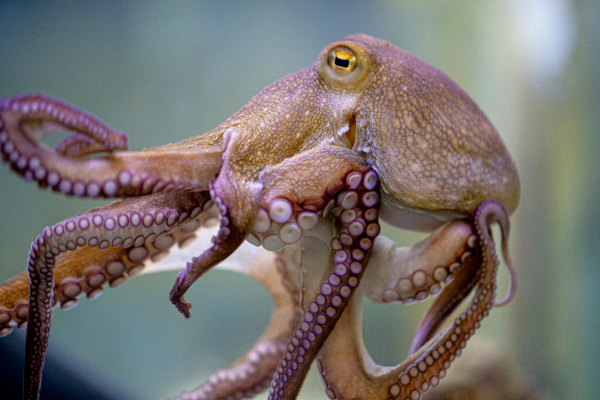 Ein violett-brauner Oktopuss, der sich an einer Glasscheibe festhält.