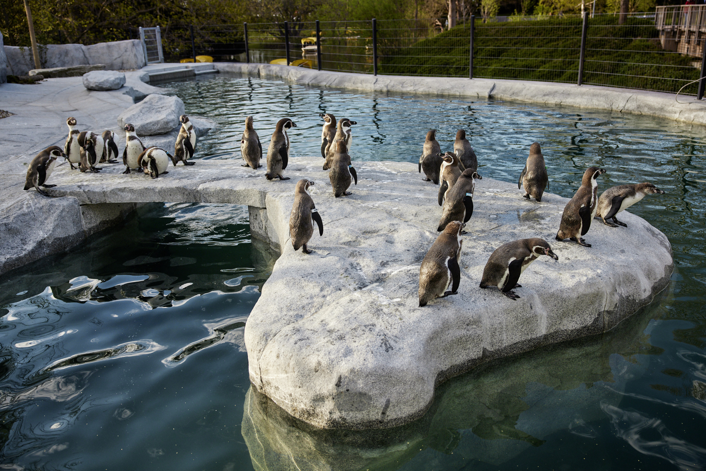 Eine Gruppe Pinguine steht auf einem künstlich angelegten Felsen