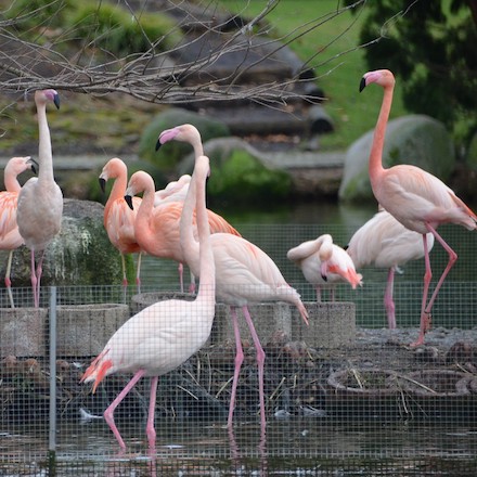 Flamingos stehen bei ihren Nestern