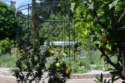 Zitronenbäume mit Früchten im Luisenpark