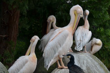 Pelikane sitzen auf der steinigen Uferbefestigung