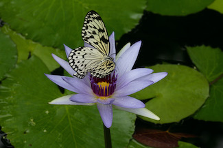 Schmetterling sitzt auf violetter Wasserlilie