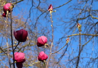 Blühende Magnolien im Luisenpark Mannheim