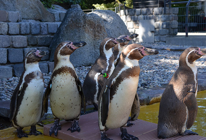 Werden Sie Expeditions-Begleiter unserer Humboldt-Pinguine