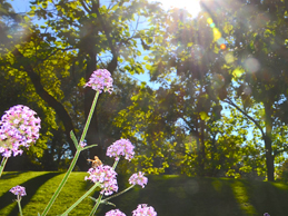 Violett blühende Blumen im Luisenpark