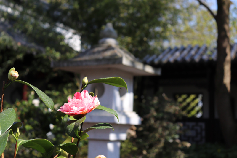 Foto Blüte Chinesischer Garten