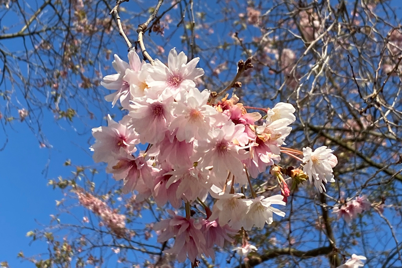 Mandelblüte im Luienpark