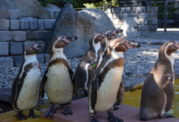 Humboldt-Pinguine im Luisenpark