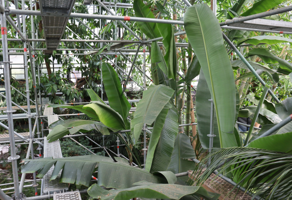 Innenansicht des Pflanzenschauhauses mit Palmenblättern und Baugerüst