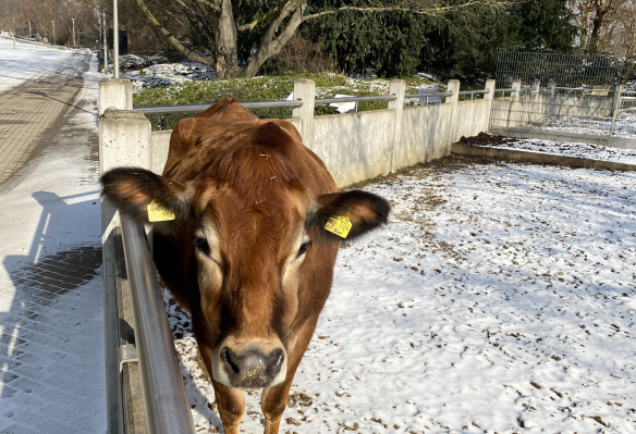 Die Kuh Clara staunt über den Schneefall