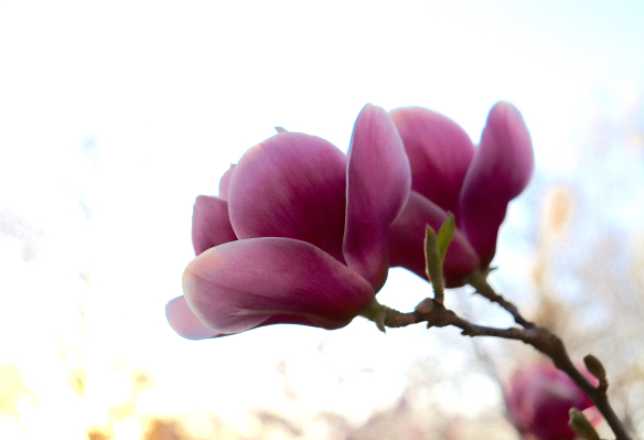 Foto Magnolienblüte