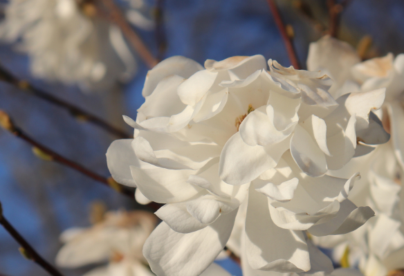 Foto weiße Magnolien