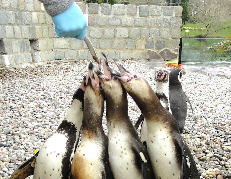 4 Pinguine, die nach einem Fisch schnappen, der von einer Hand in blauem Handschuh gereicht wird